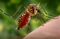 Moustique aedes aegypti